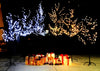 LED Lighted Blossom Tree Christmas